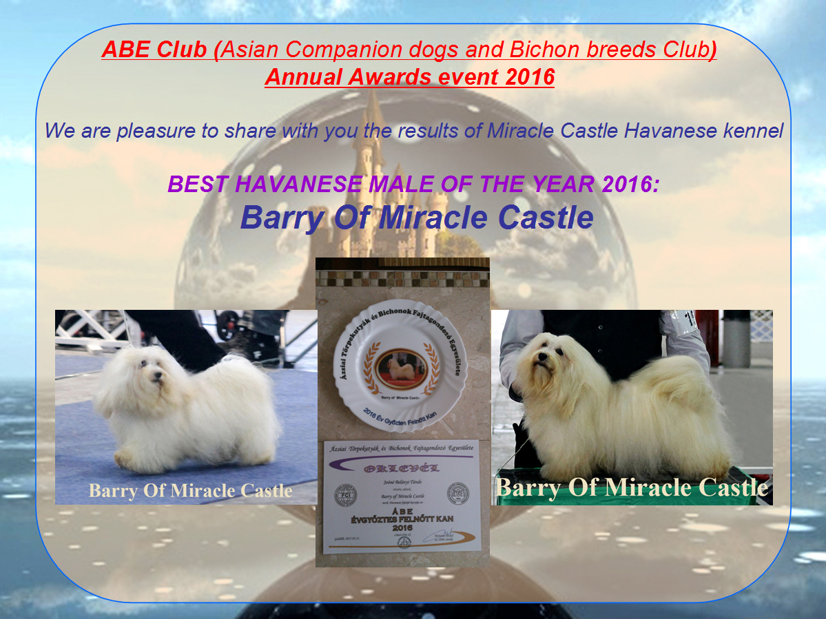 ABE Club (Asian Companion dogs and Bichon breeds Club) Annual Awards event 2016#