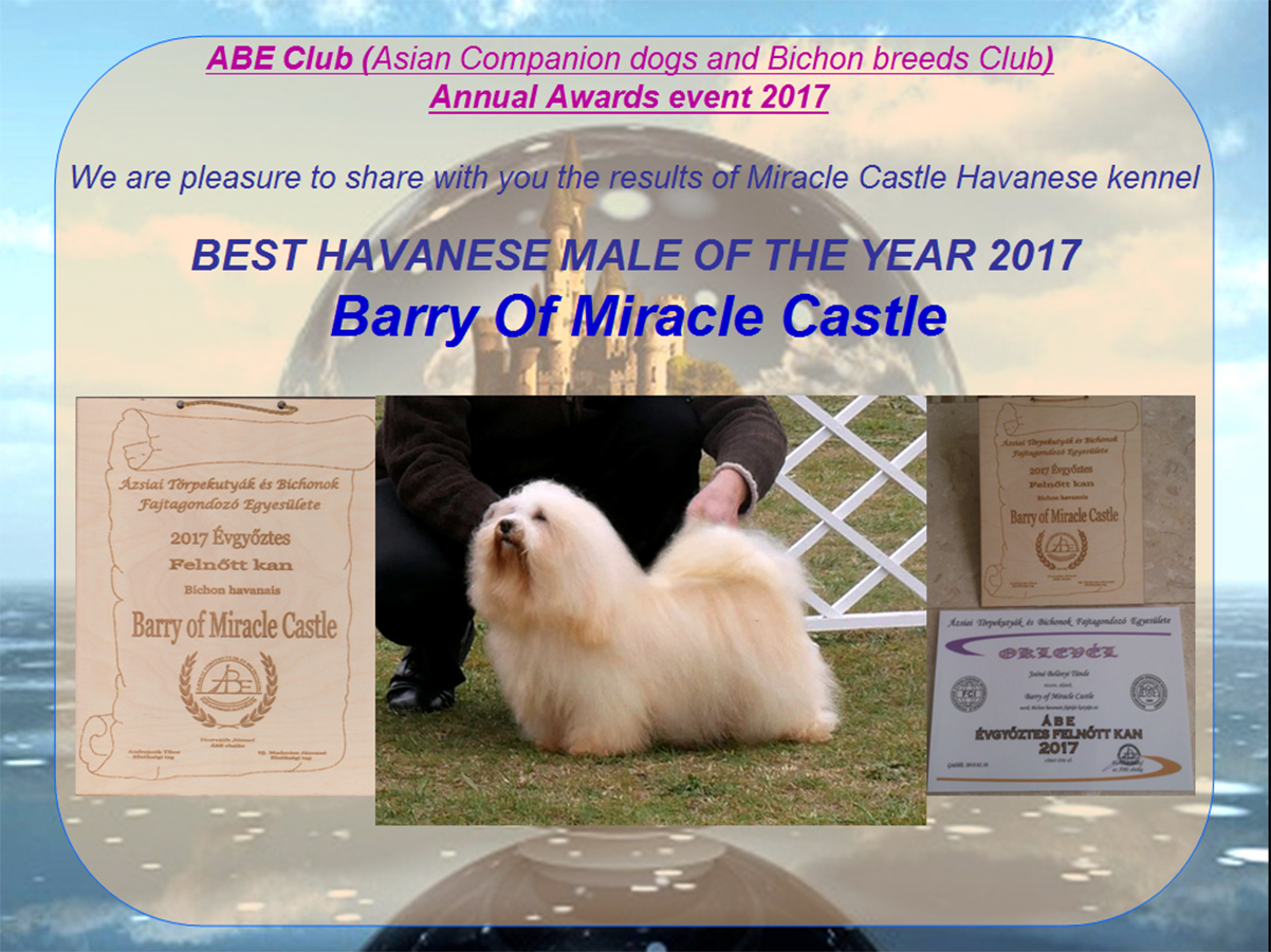 ABE Club (Asian Companion dogs and Bichon breeds Club) Annual Awards event 2017 Barry#