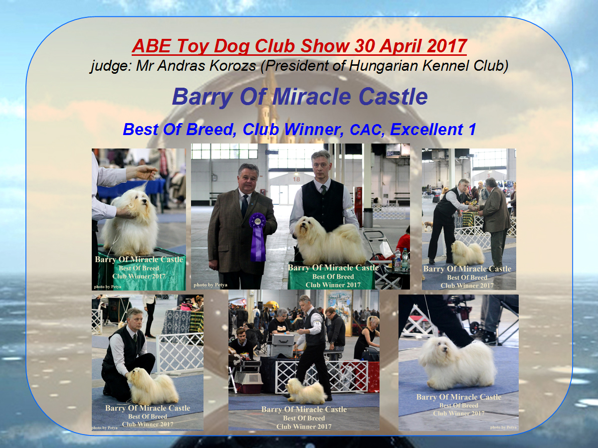 ABE Toy Dog Club Show 30 April 2017#