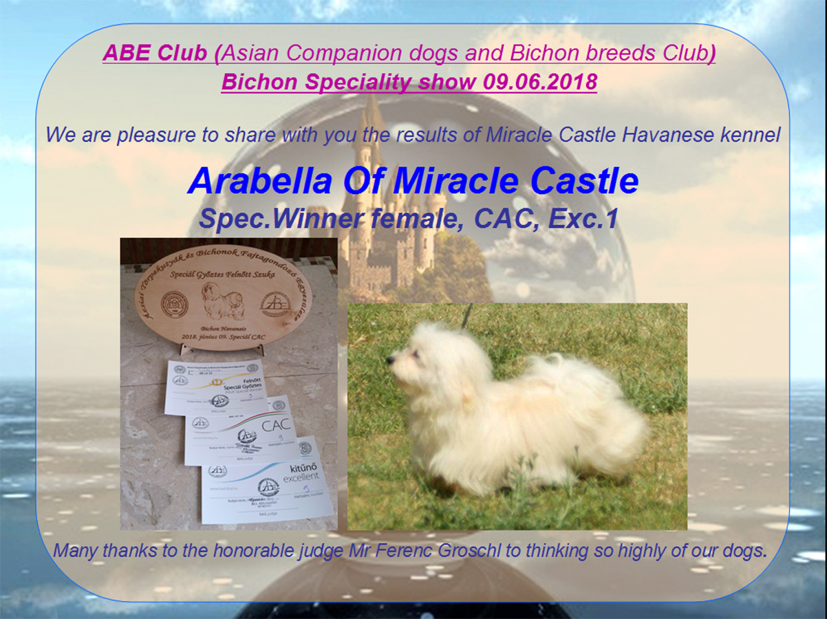 ABE Club (Asian Companion dogs and Bichon breeds Club) Bichon Speciality show 09.06.2018#
