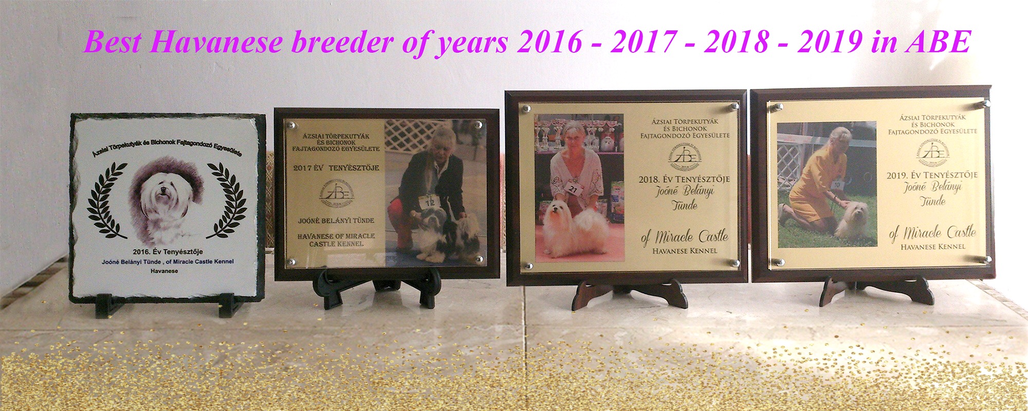 Best Havanese breeder of the year 2016, 2017, 2018, 2019 in ABE#