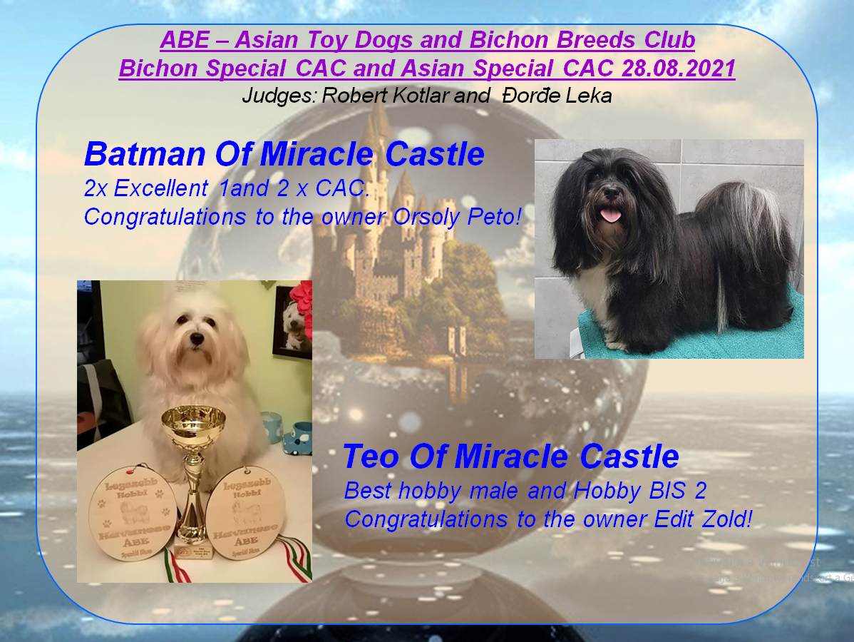 ABE-Asian Toy Dogs and Bichon Breeds Club Bichon Special CAC and Asian Special CAC 28.08.#