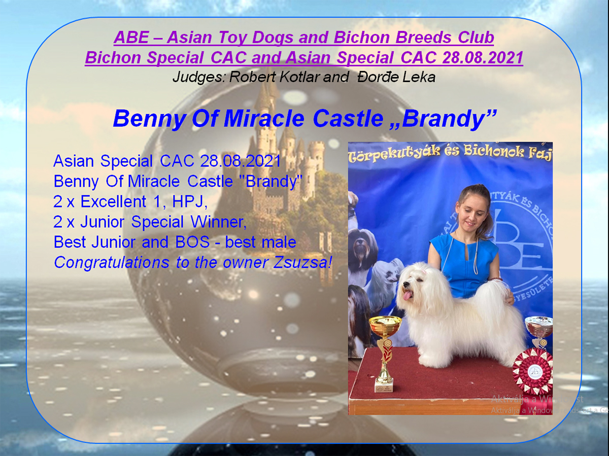 ABE-Asian Toy Dogs and Bichon Breeds Club Bichon Special CAC and Asian Special CAC 28.08.#