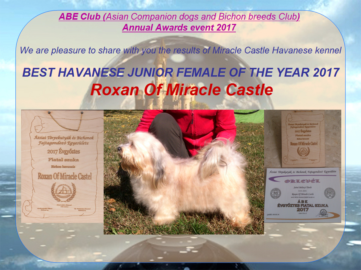 ABE Club (Asian Companion dogs and Bichon breeds Club) Annual Awards event 2017 Roxan#